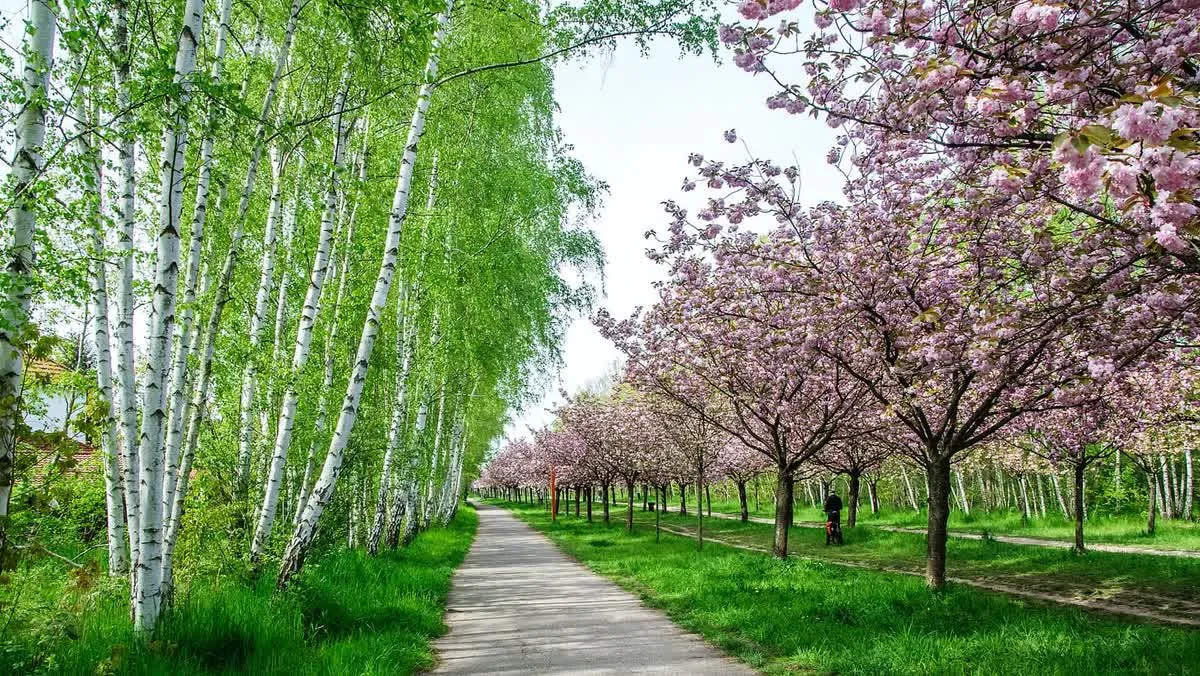 Cerisiers en fleurs alignés le long du Berliner Mauerweg, formant un tunnel rose au-dessus du chemin