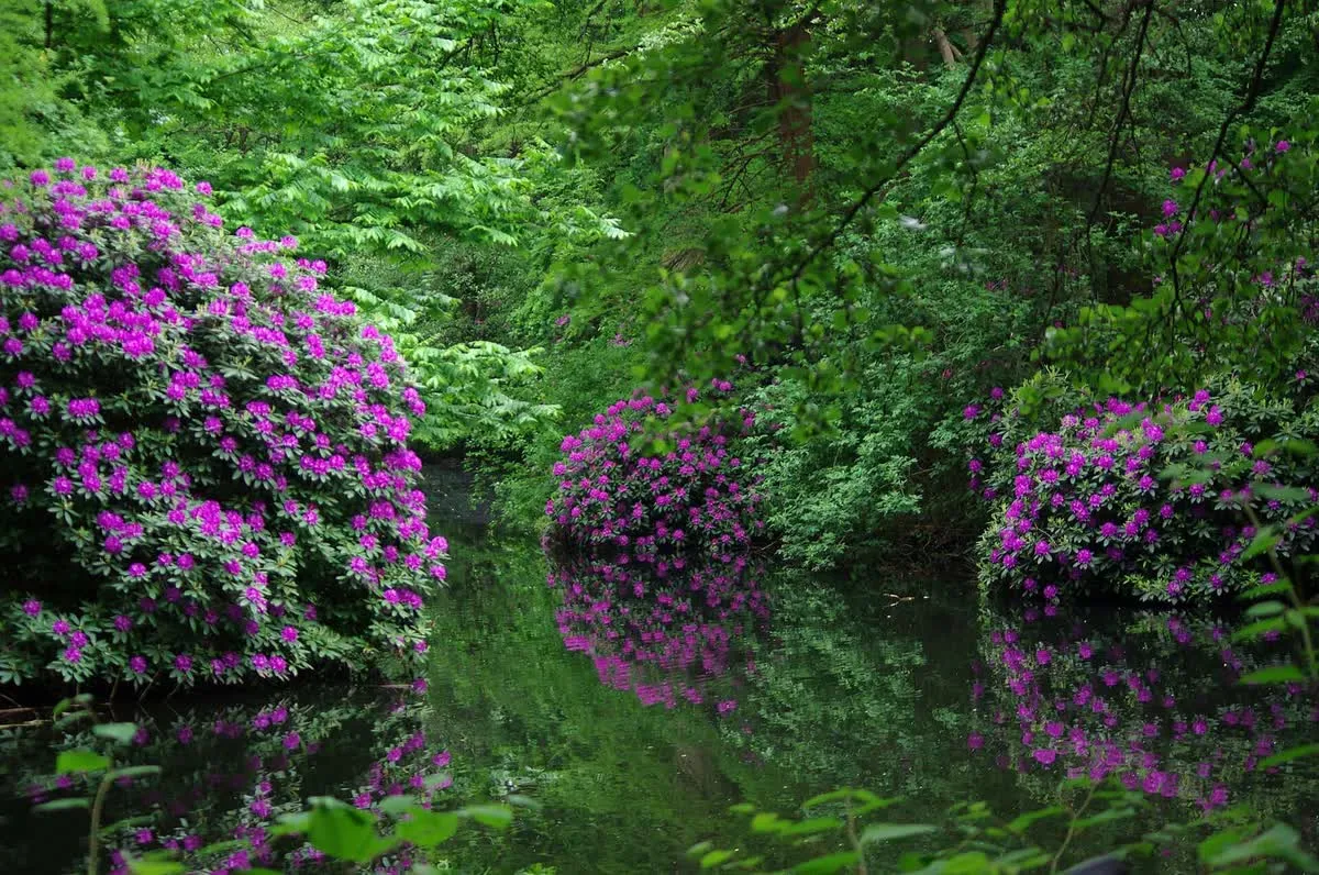 Rhododendrons en fleurs au bord d'un plan d'eau du Großer Tiergarten, reflets roses dans l'eau