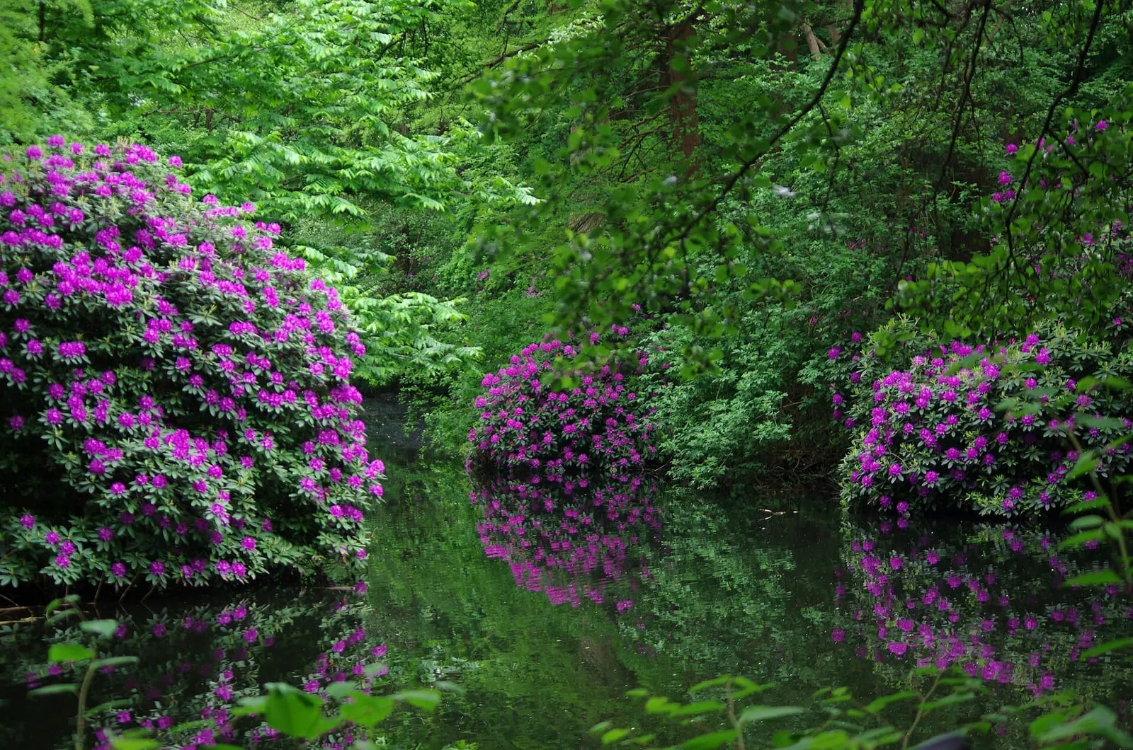 Rhododendrons en fleurs au bord d'un plan d'eau du Großer Tiergarten, reflets roses dans l'eau