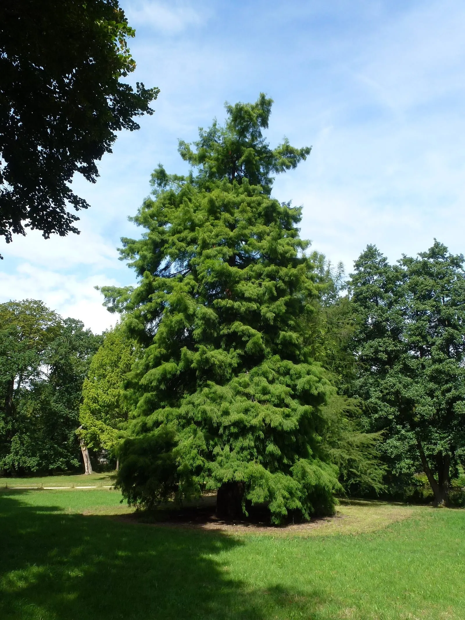 Grand cyprès chauve au feuillage clair sur une pelouse du parc du château de Charlottenburg, entouré de vieux arbres