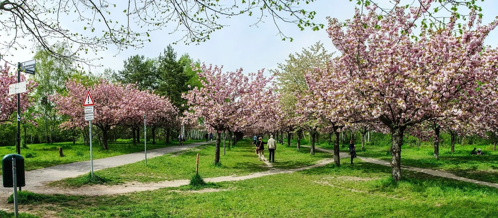 Allée de cerisiers en fleurs le long du Berliner Mauerweg à Lichterfelde