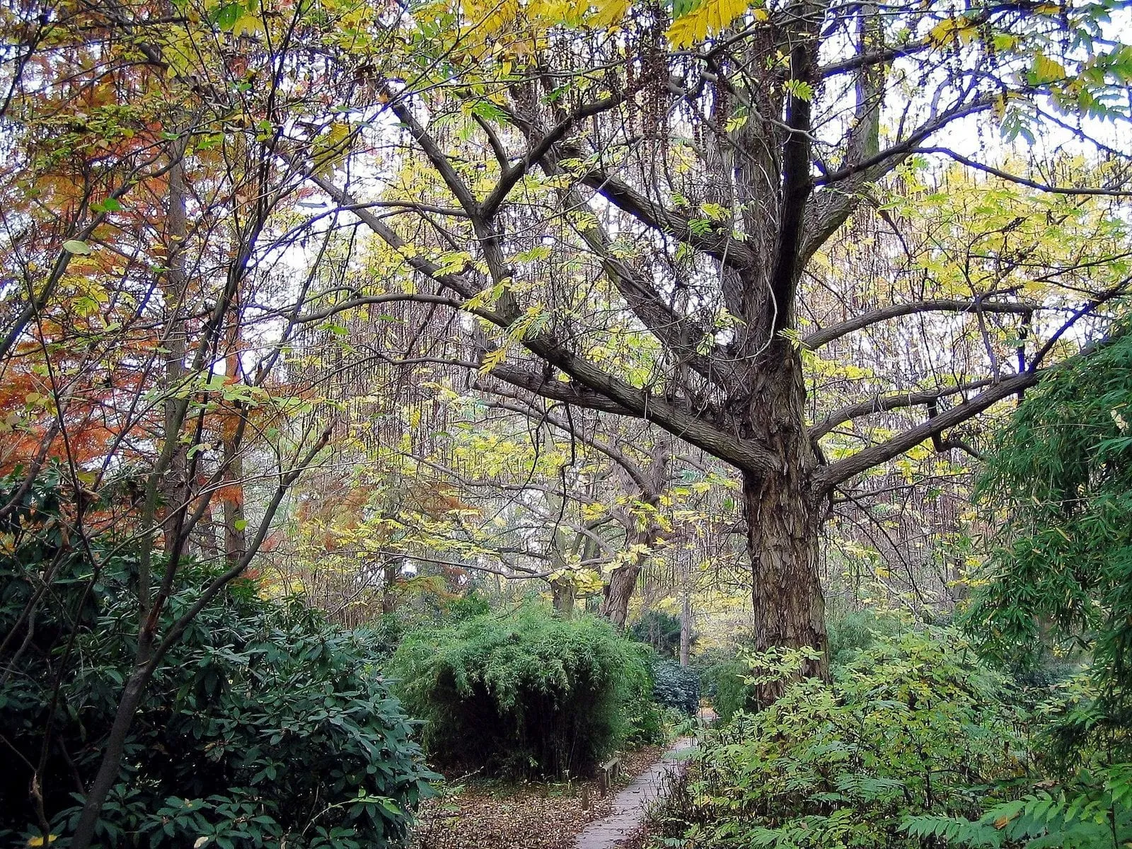 Une allée de parc à Berlin en automne, un grand arbre au feuillage jaune au-dessus d'un sentier couvert de feuilles mortes