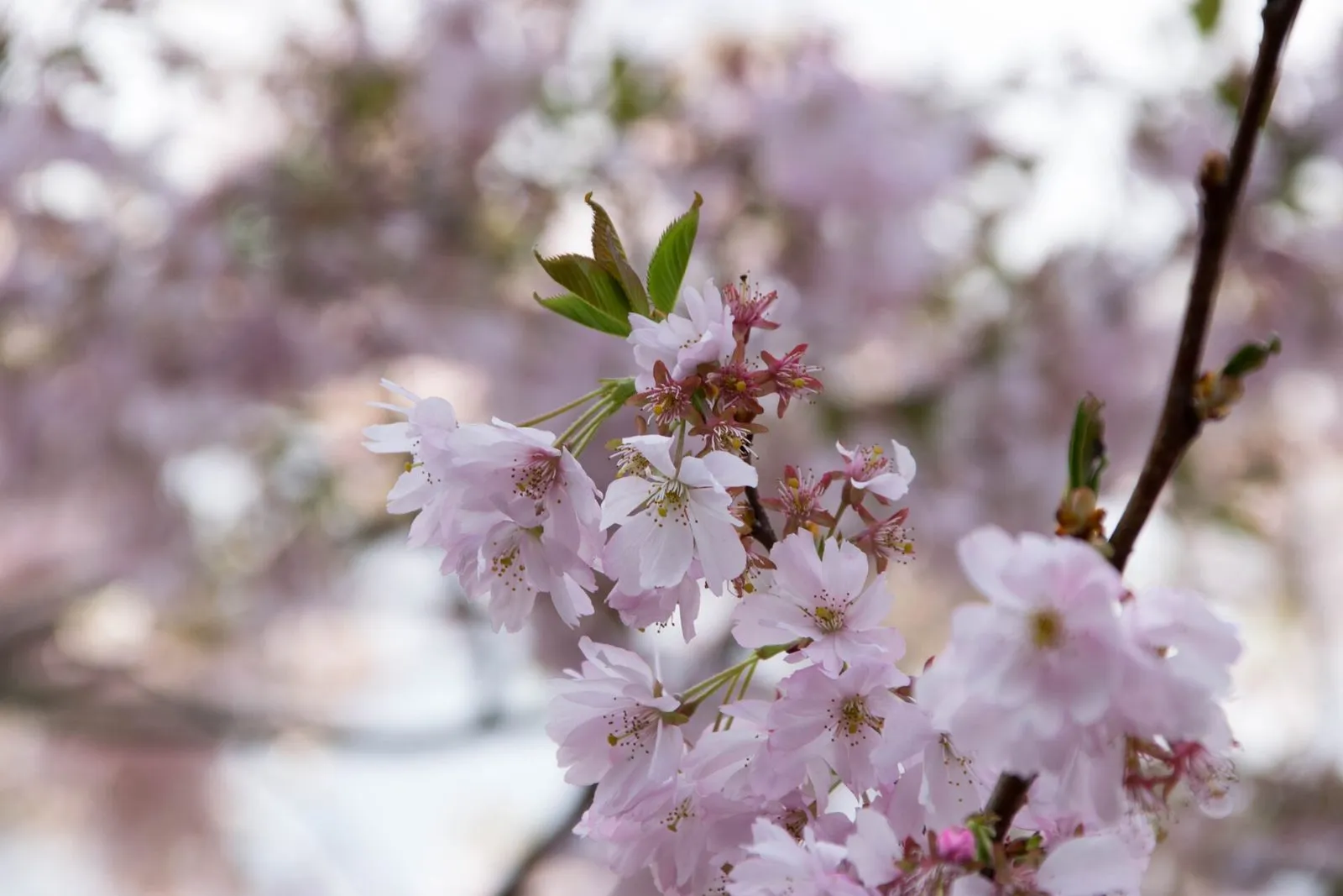 Un rameau de cerisier en fleurs au printemps, pétales roses pâles et jeunes feuilles vertes sur fond flou