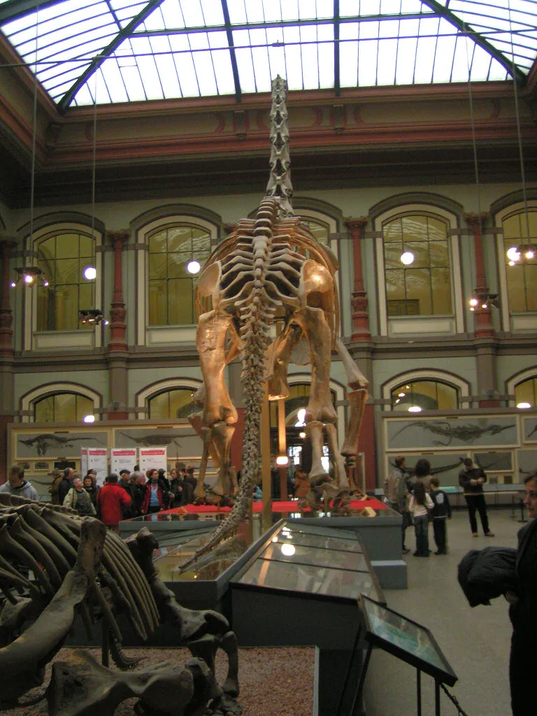 Le squelette monté de Giraffatitan brancai, le plus grand dinosaure exposé au monde