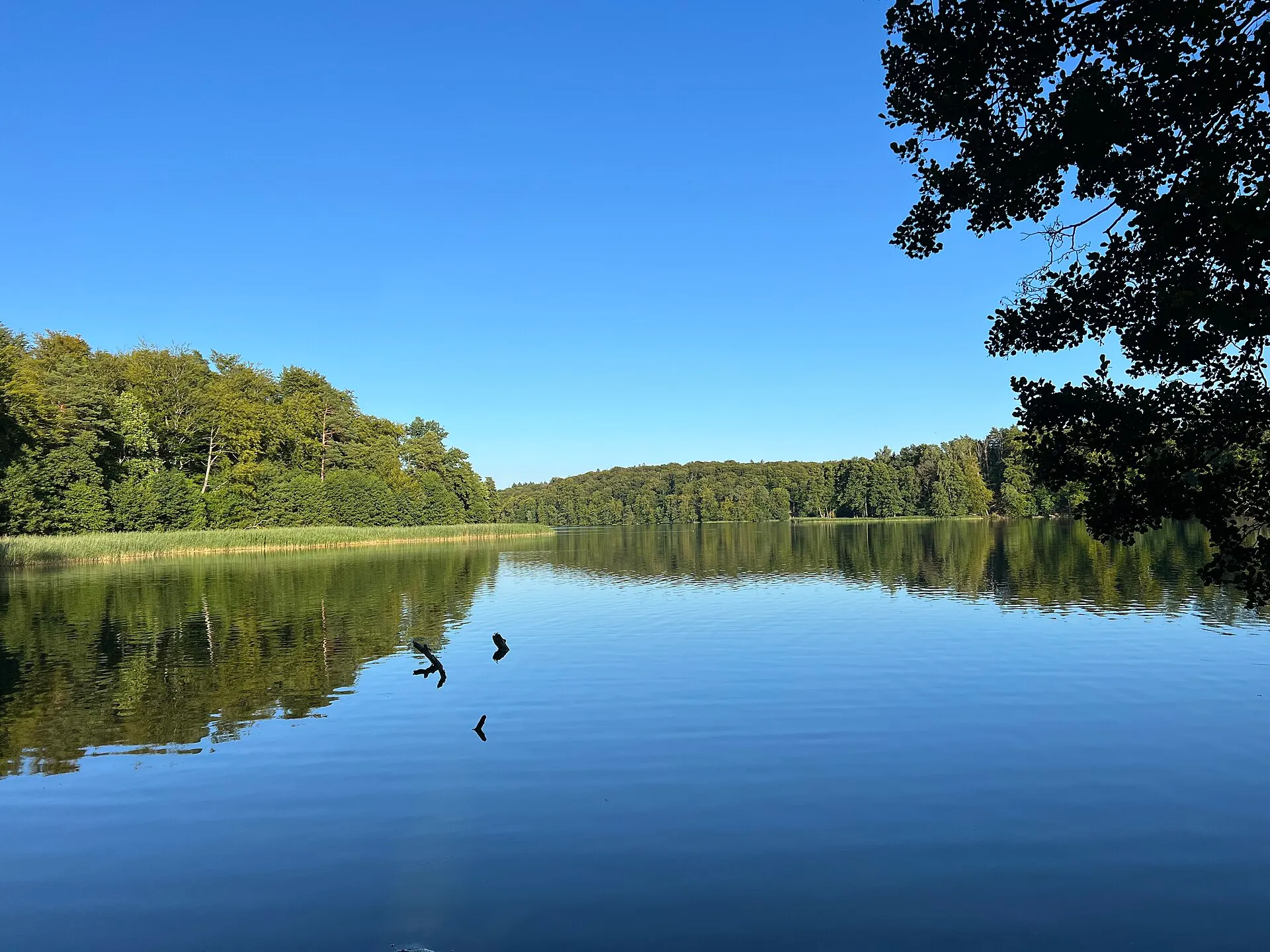 Le Liepnitzsee au nord de Berlin par une journée d'été, eau calme bordée de forêt et de roseaux