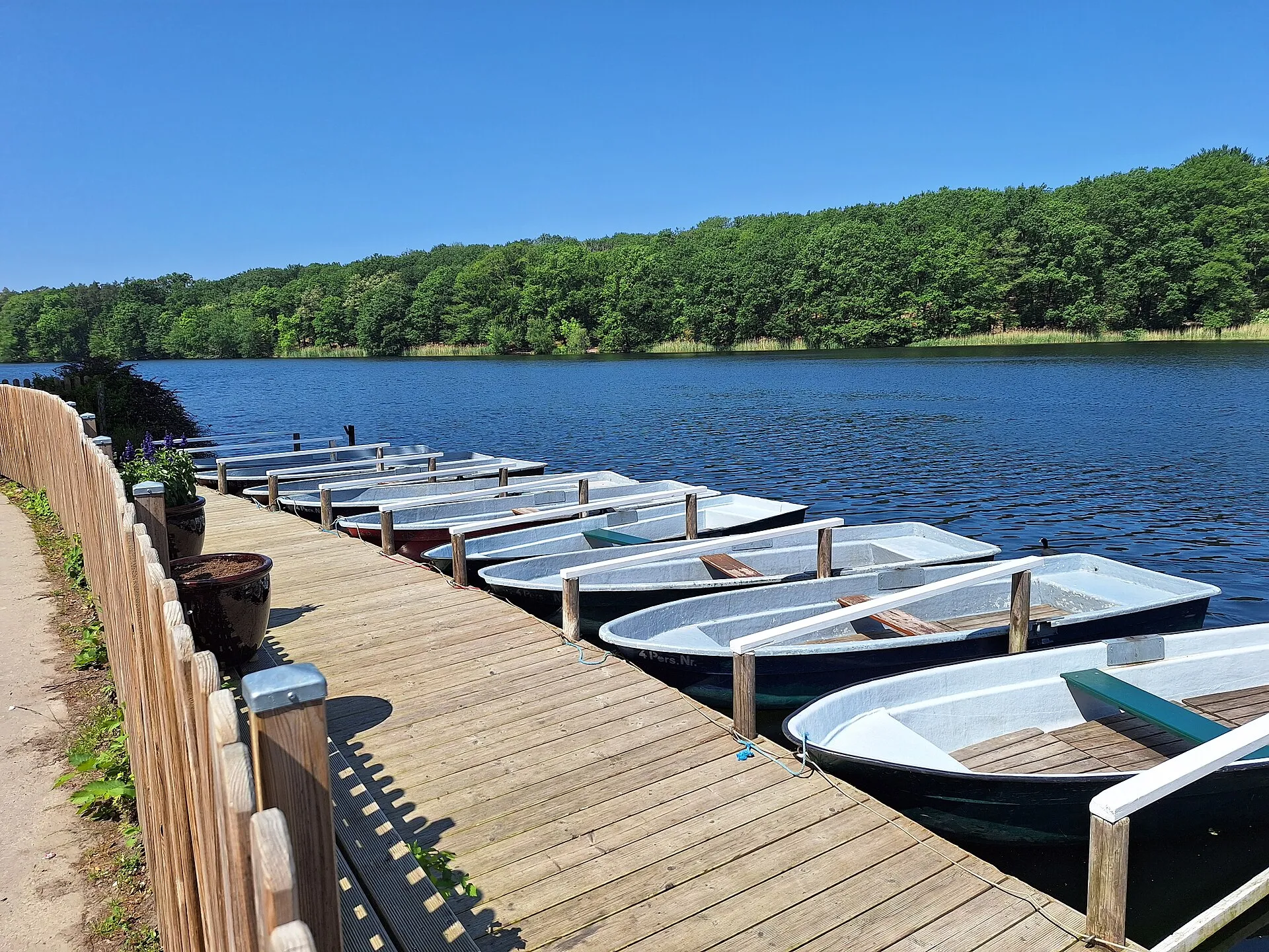 Barques de location amarrées le long du ponton du Schlachtensee, lac entouré de forêt par une journée d'été