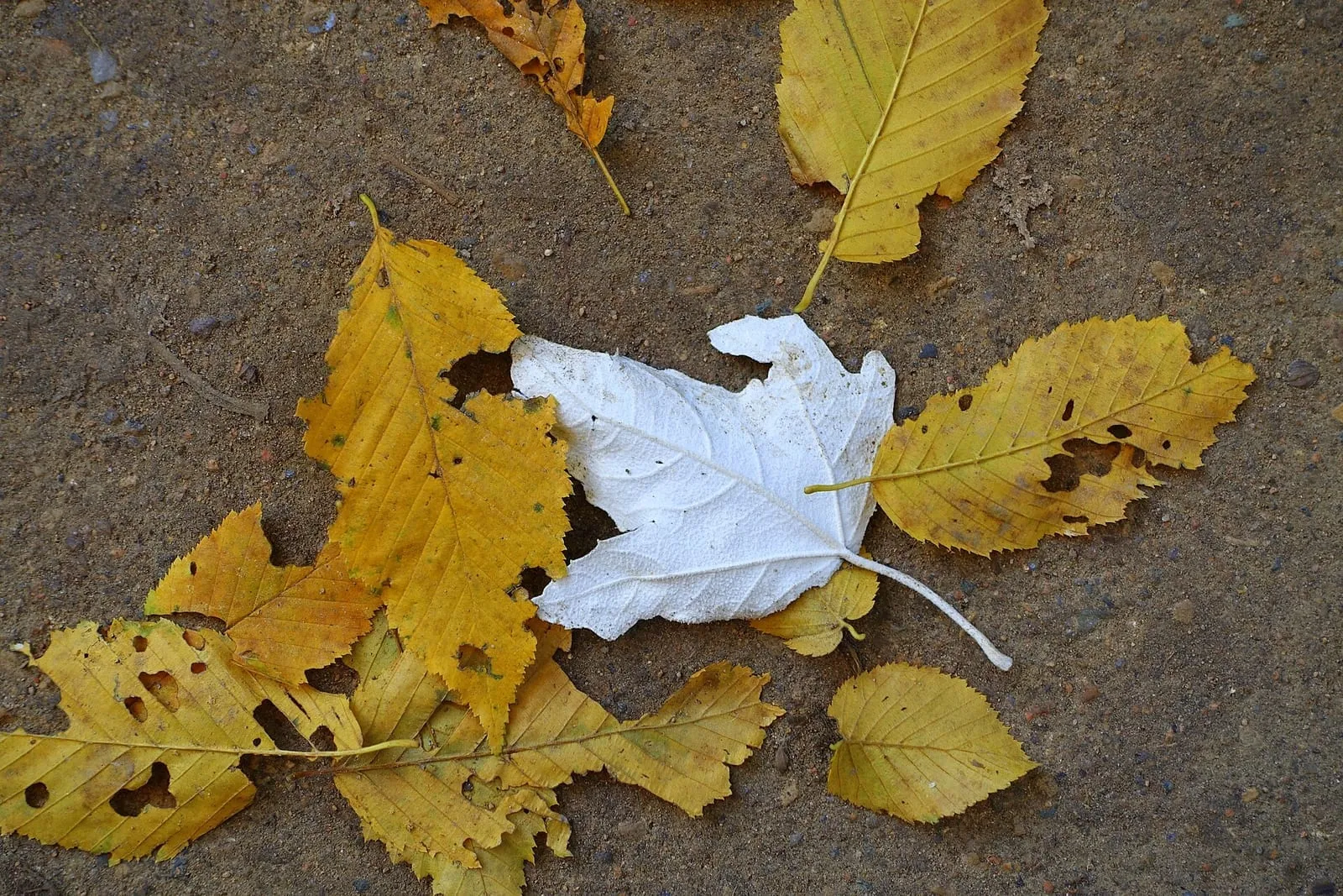 Feuilles jaunes et orangées d'automne tombées sur une allée du Tiergarten