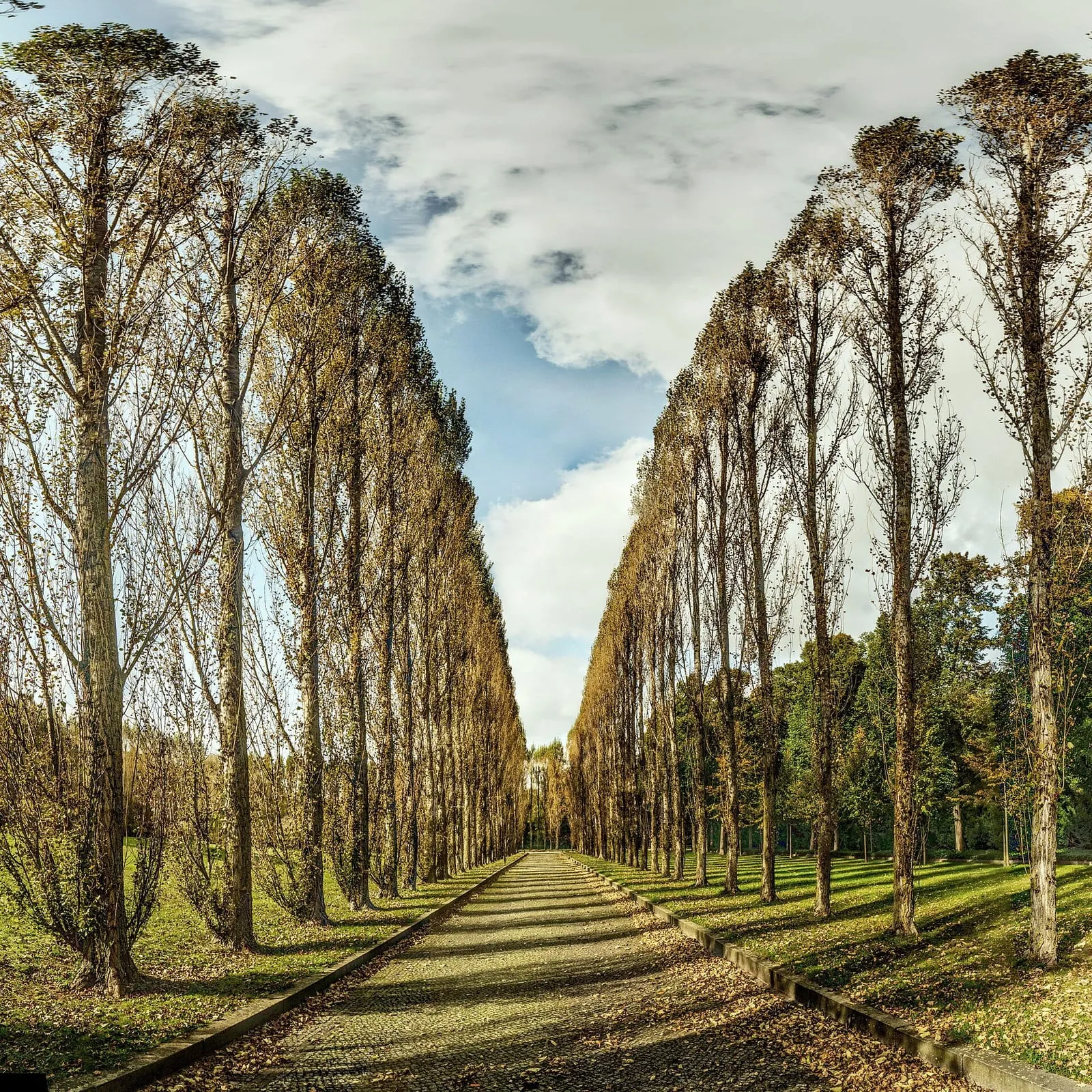 Allée de peupliers du Treptower Park à Berlin en automne, troncs dénudés et feuilles jaunes au sol sous un ciel nuageux