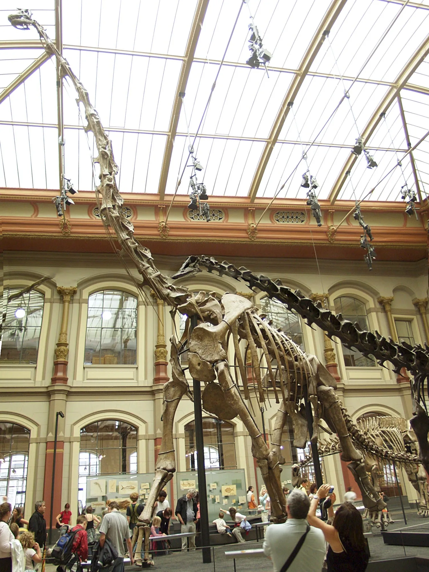 Le squelette de Giraffatitan brancai monté dans la salle des dinosaures du Museum für Naturkunde de Berlin, sous la verrière du bâtiment