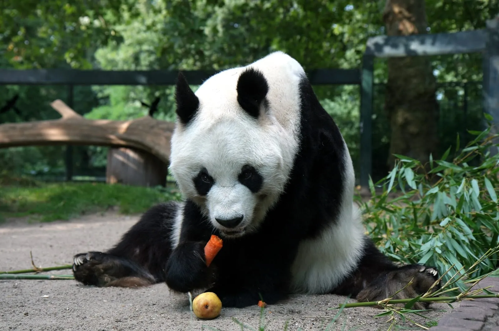 Un panda géant assis dans son enclos du Zoo Berlin, une carotte dans la patte